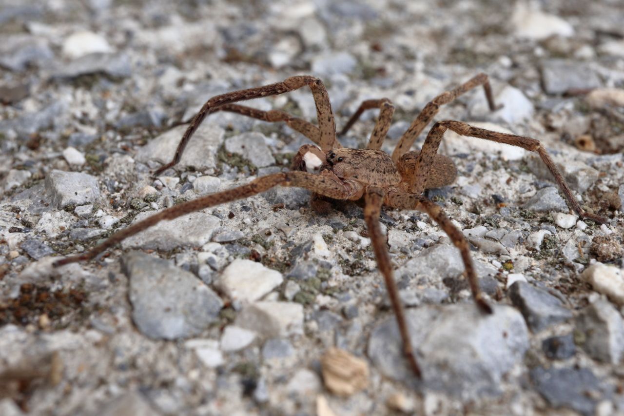 Zoropsis sp., maschio - Portovenere (SP)